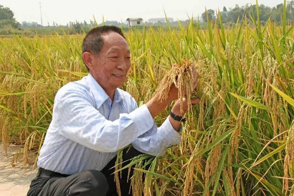 【世界粮食日】全球超8亿人没有充足粮食,粒米虽小犹不易